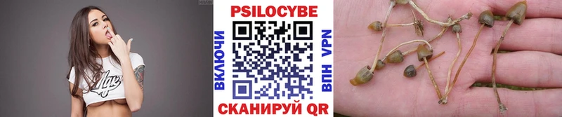 блэк спрут tor  где купить наркоту  Ефремов  Псилоцибиновые грибы MAGIC MUSHROOMS 
